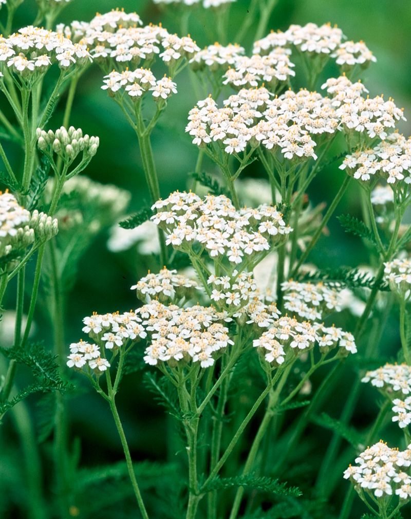 Yarrow