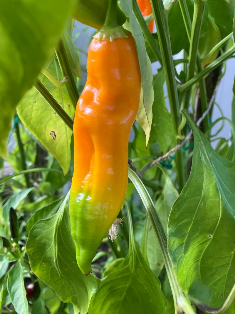 Aji Amarillo