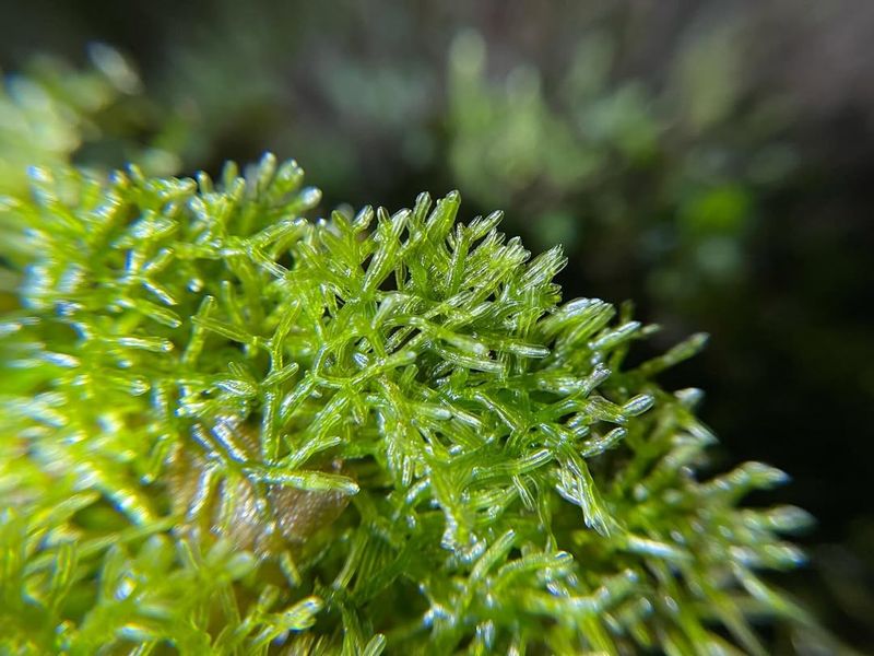 Liverworts (Marchantiophyta)