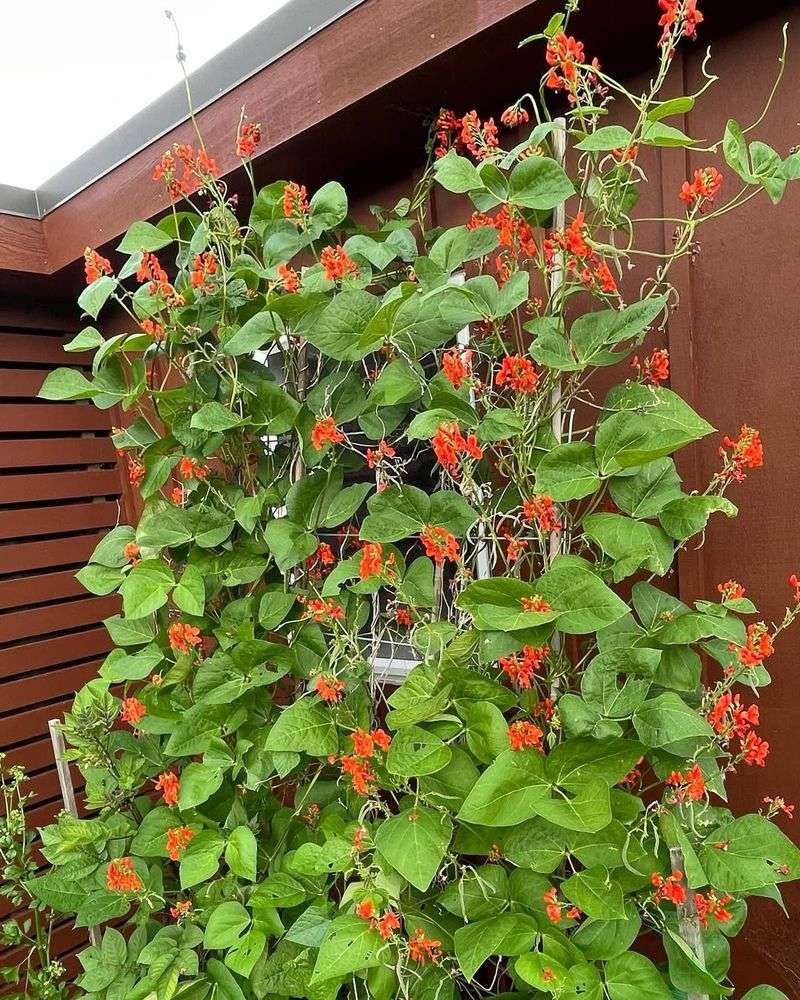 Scarlet Runner Beans