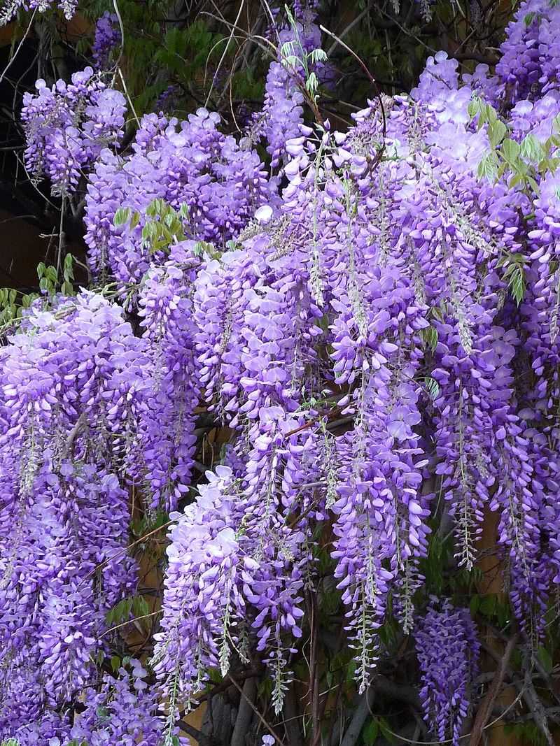 Wisteria (Wisteria spp.)