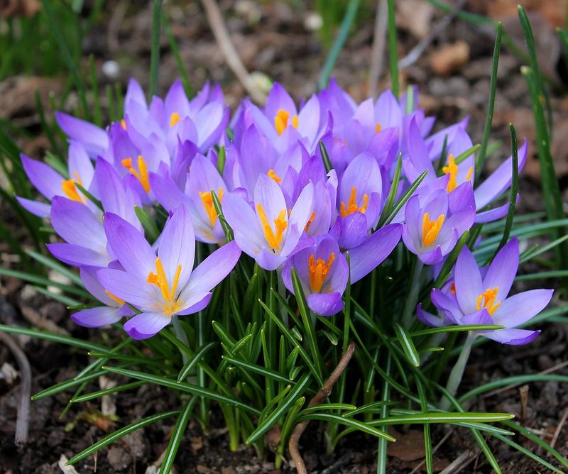 Crocuses