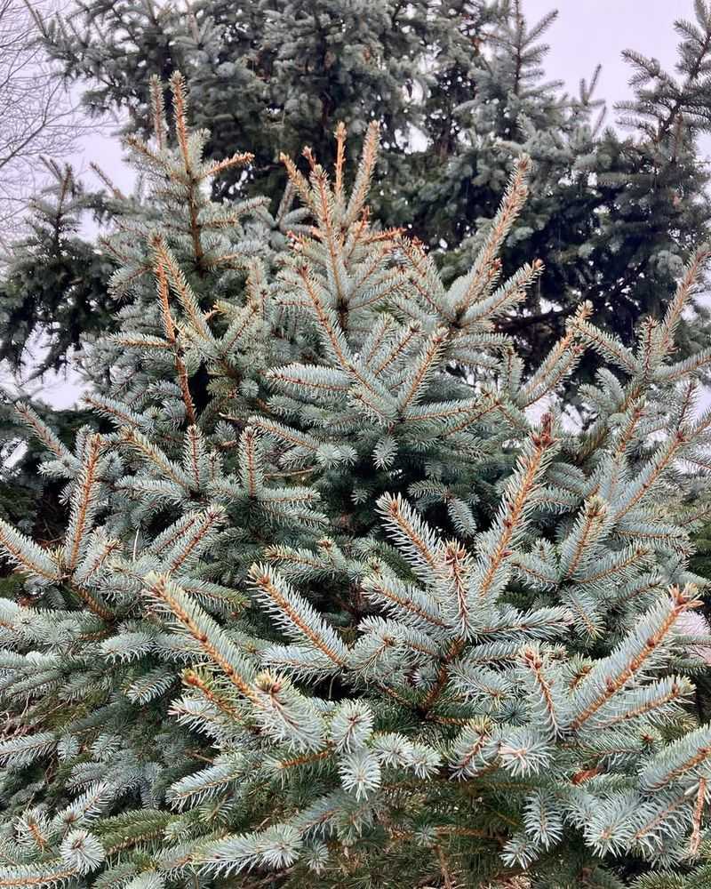 Blue Spruce – A Mountain Tree in the Wrong Place