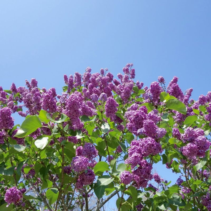 Lilac (Syringa vulgaris)