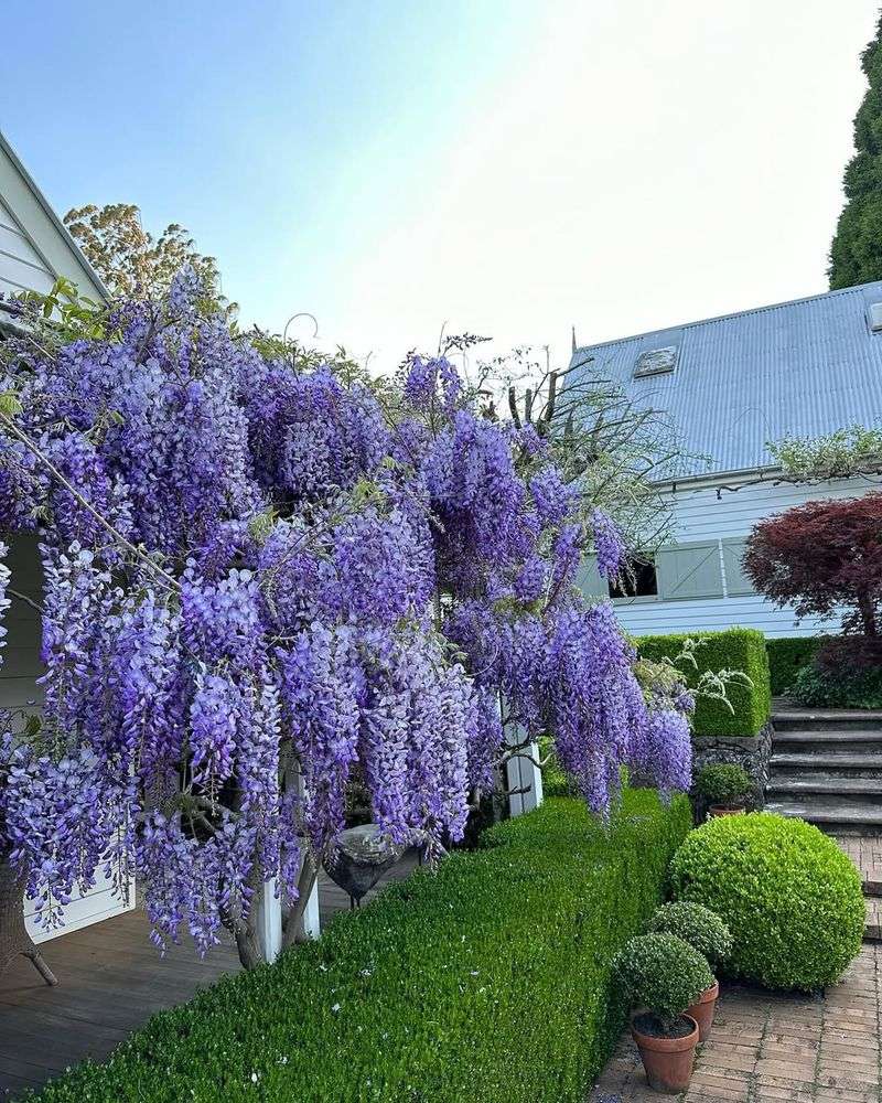 Wisteria