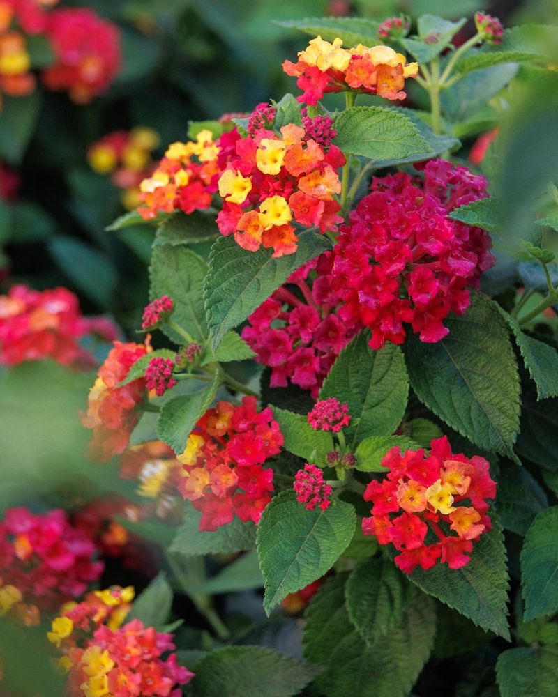 Lantana