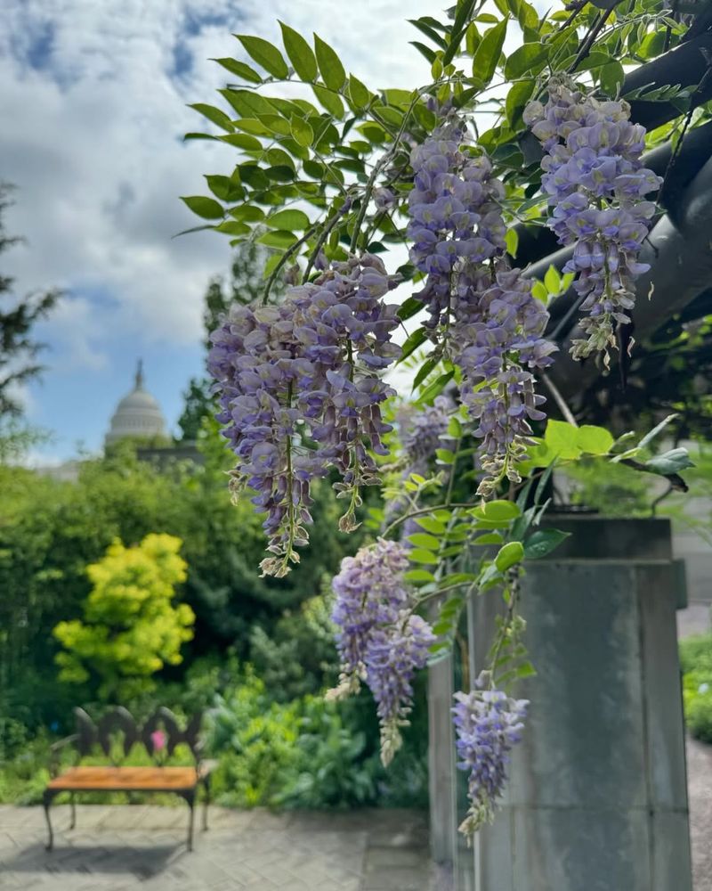 American Wisteria (Wisteria Frutescens)