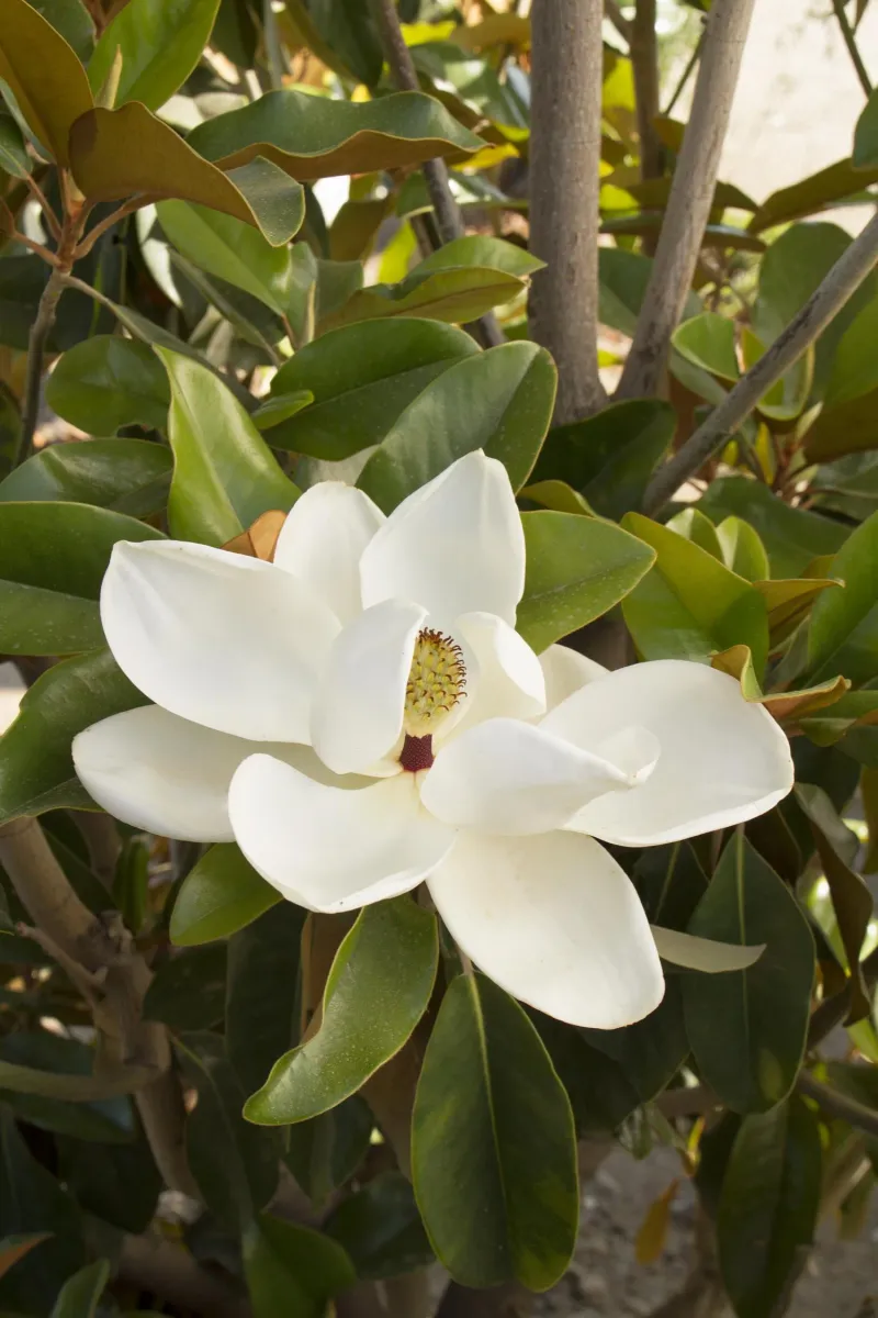 Southern Magnolia – Needs More Humidity & Protection