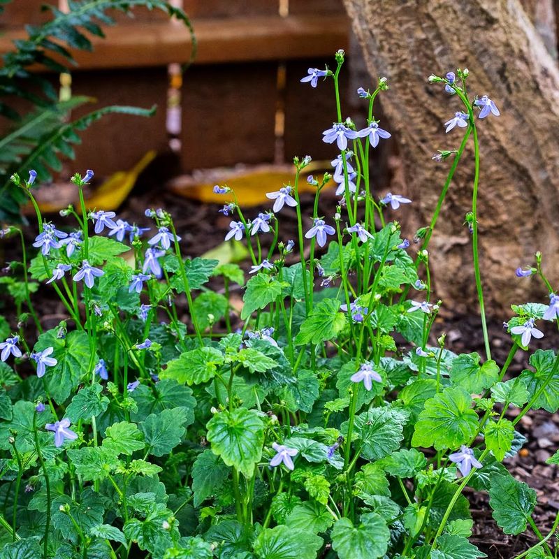 Lobelia