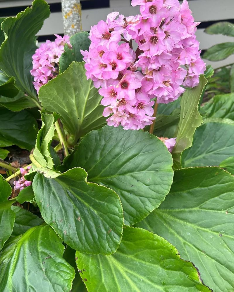 Bergenia