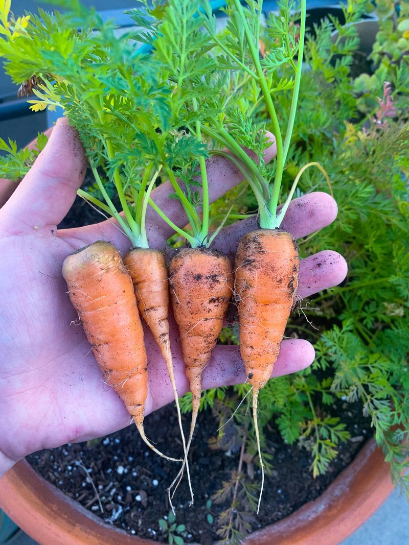 Carrots