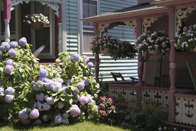 Hydrangeas don’t tolerate drought conditions.