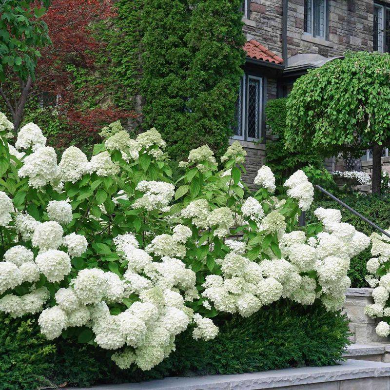 Hydrangeas will stop blooming after a few years.