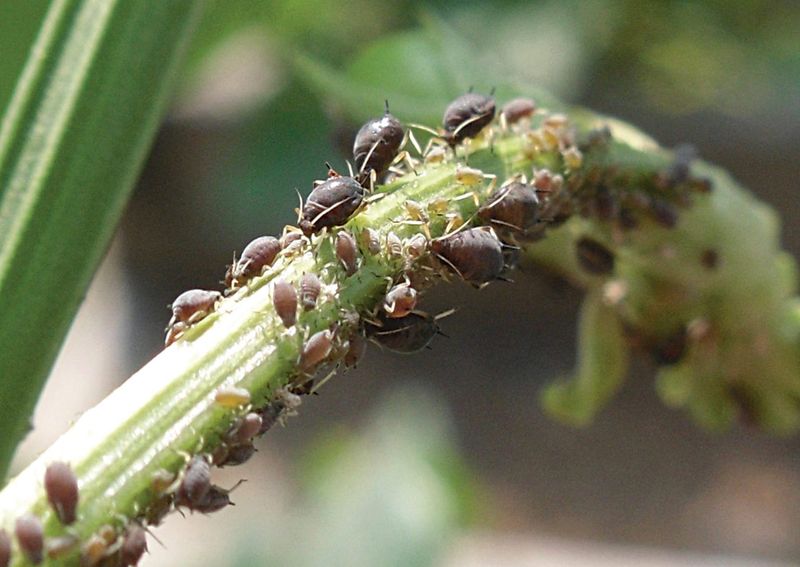 Hydrangeas are prone to pests and diseases.