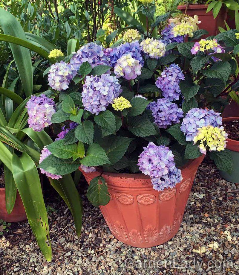 You can’t grow hydrangeas in containers.