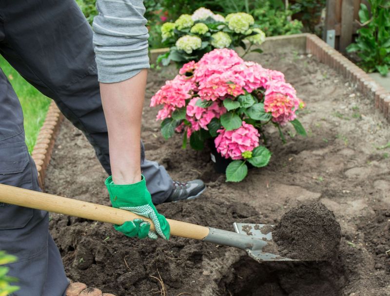 Hydrangeas only grow in rich, moist soil.