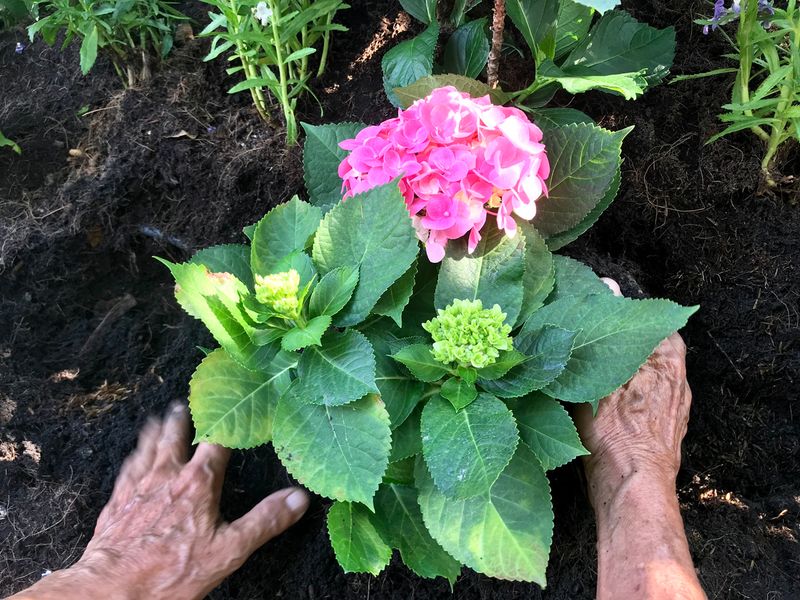 Hydrangeas need a lot of fertilizer to bloom.