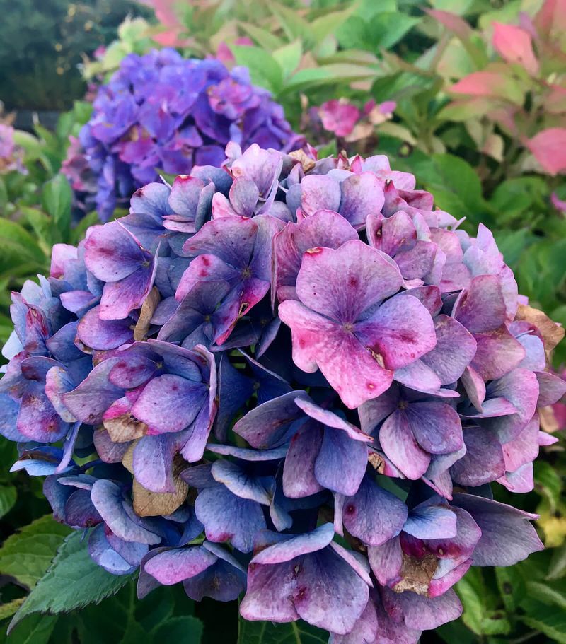 Hydrangeas only come in blue, pink, or white.