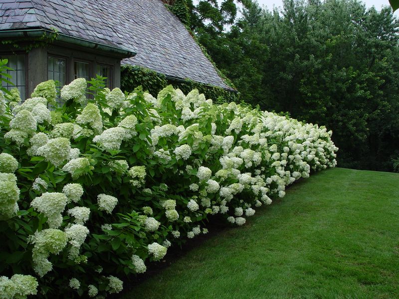 Hydrangeas can’t be grown in shady areas.