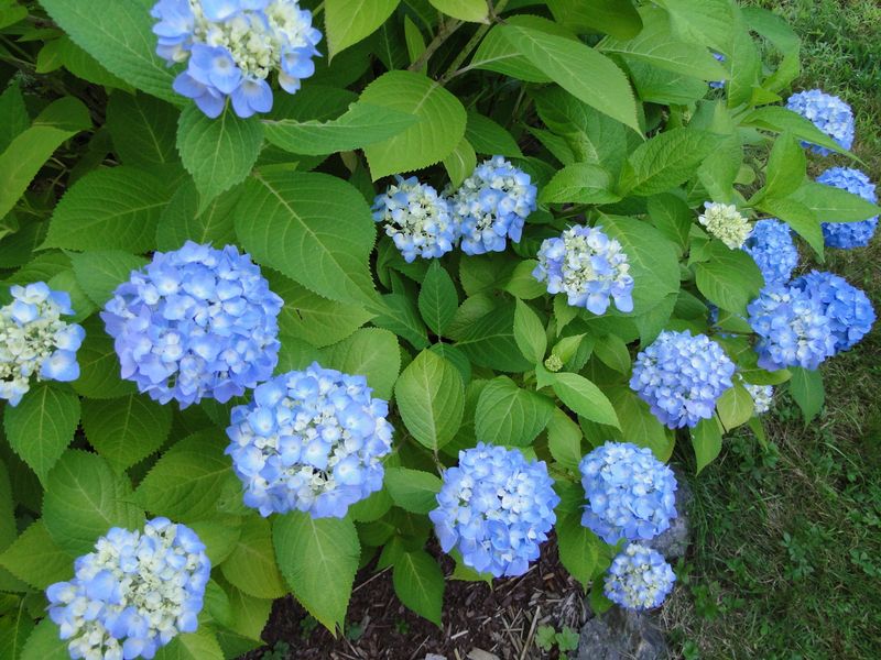 Hydrangeas require acidic soil to bloom.