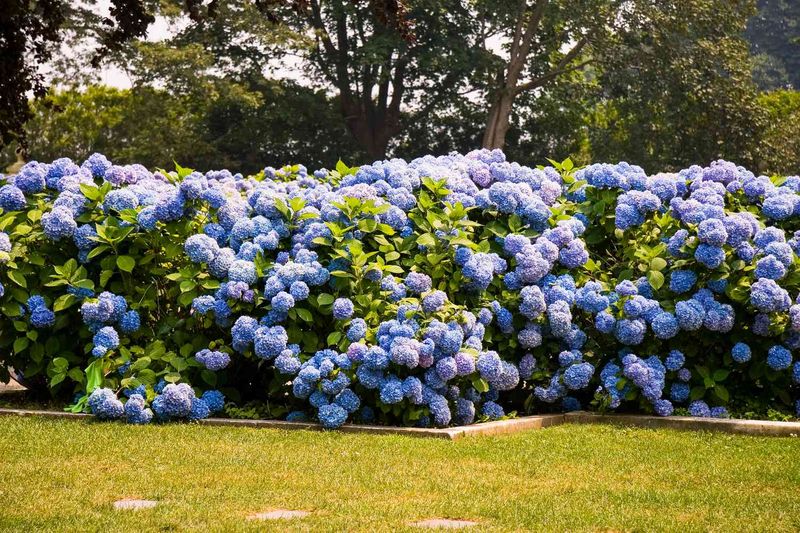 Hydrangeas need full sun to thrive.