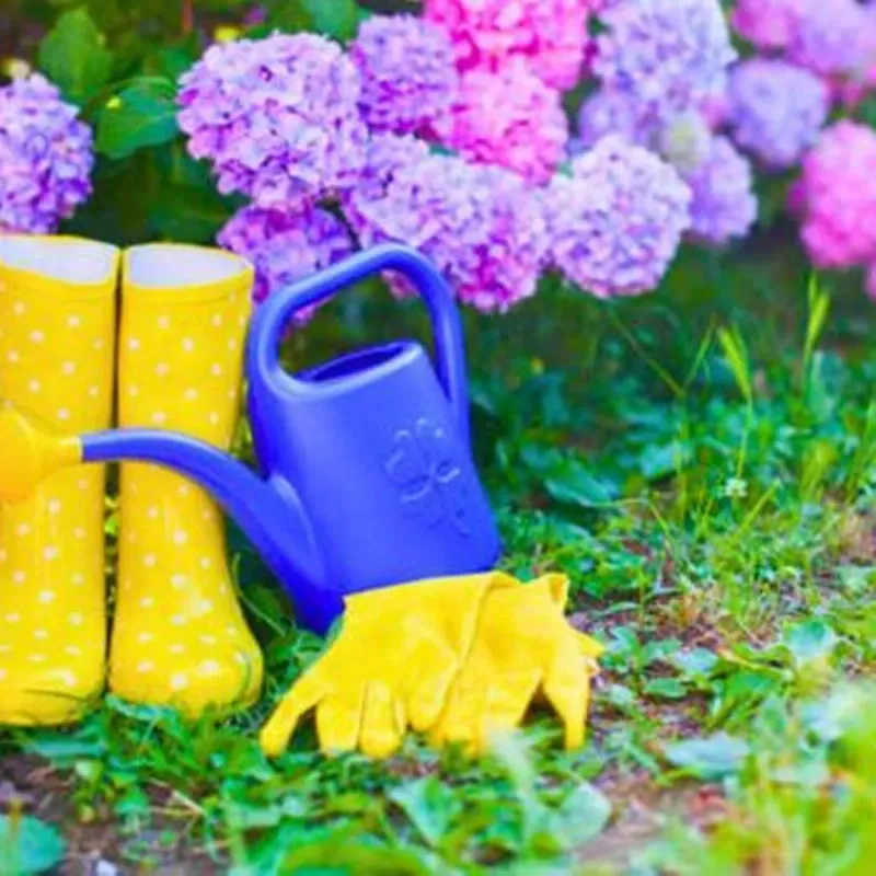 Hydrangeas should be watered frequently, even when it rains.