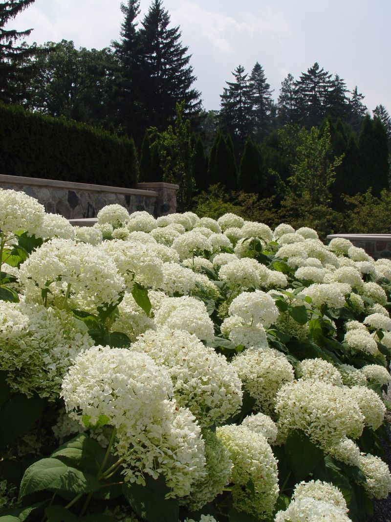 Hydrangeas need a lot of space between plants.