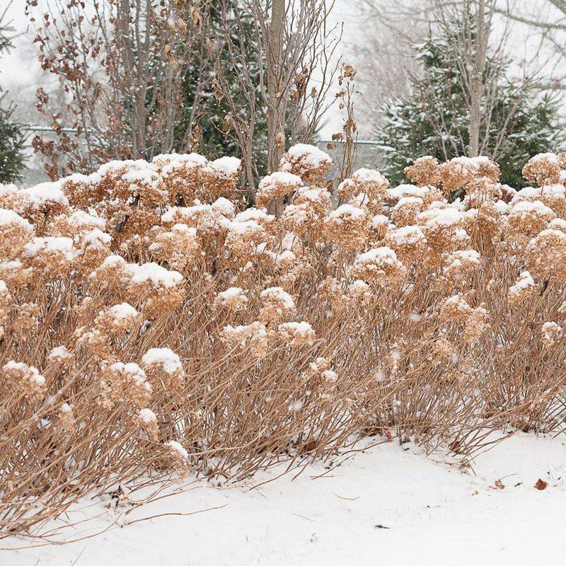 Hydrangeas can’t survive winter frost.