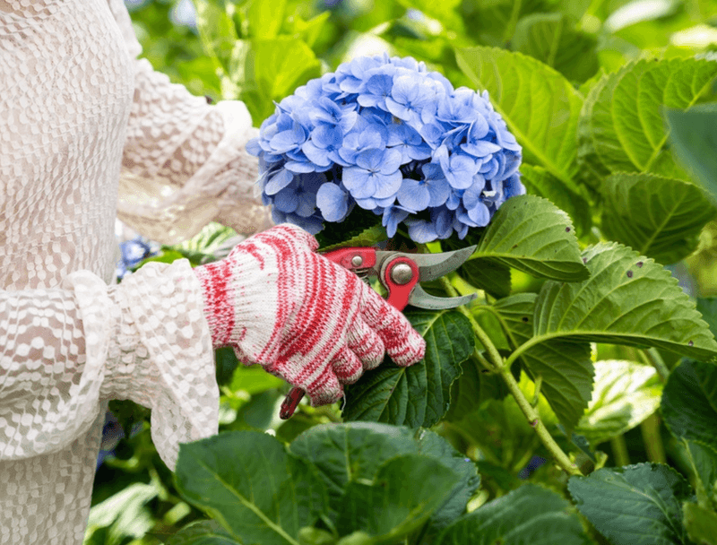 You should prune hydrangeas in early spring.