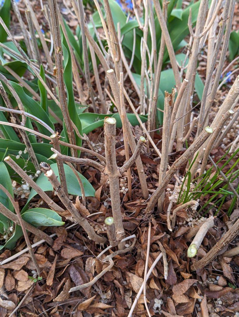 You should cut back all dead wood in hydrangeas in the fall.