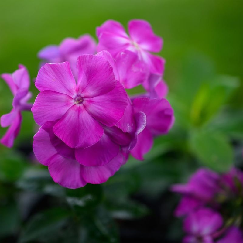 Phlox