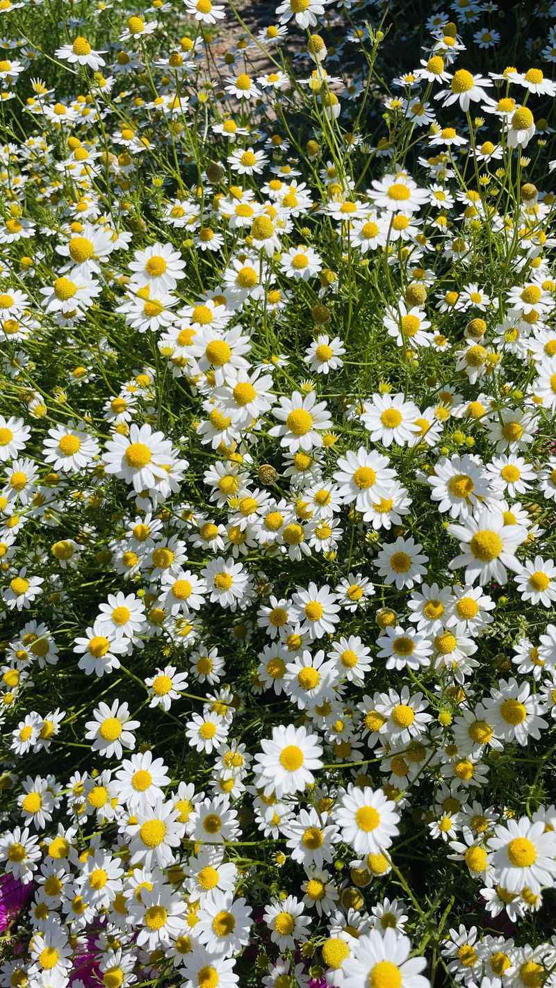 Chamomile