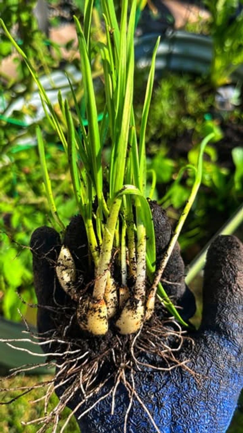 Garlic – Too Close for Comfort
