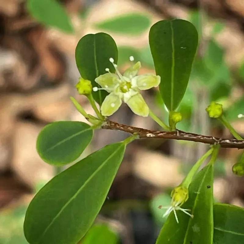 Coca Leaf