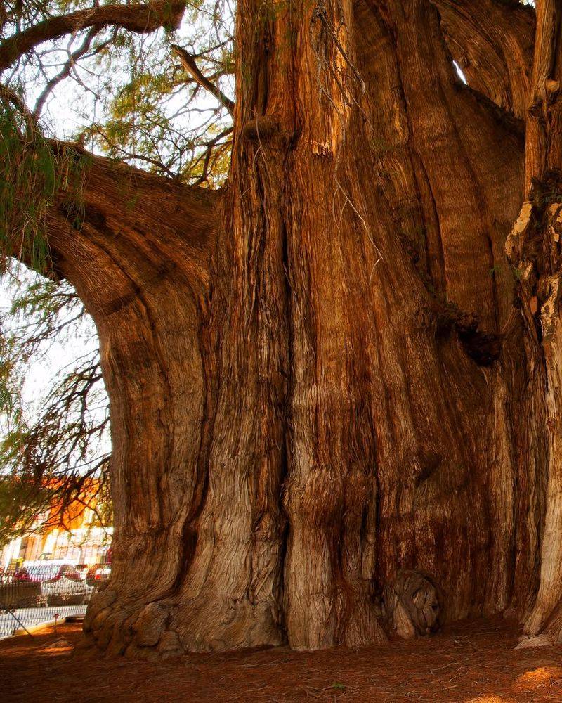 El Árbol Del Tule