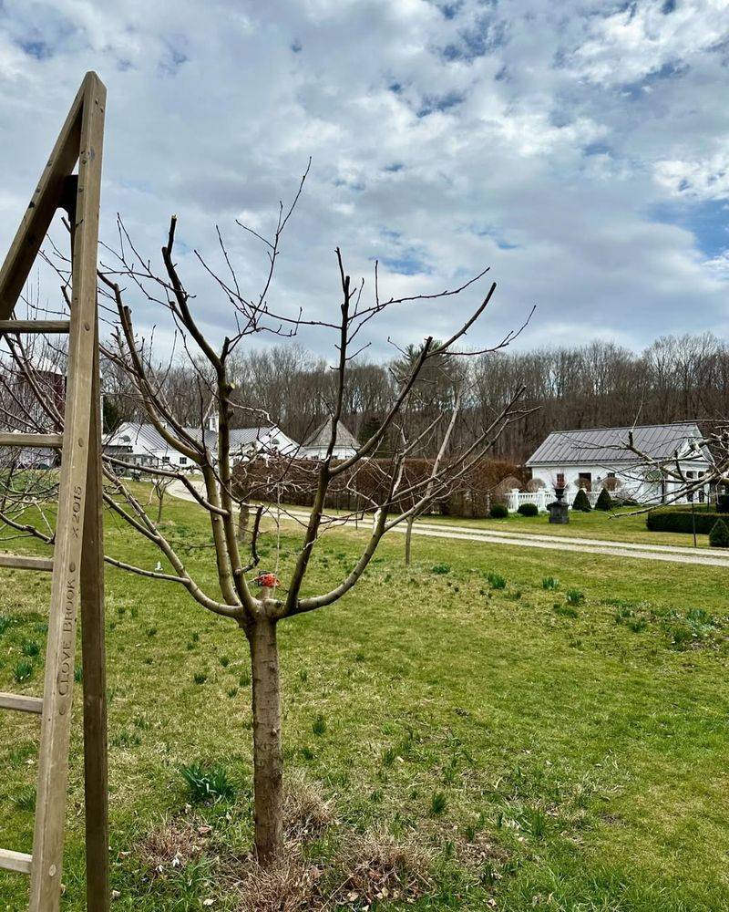 Pruning And Training A Young Peach Tree For Strong Growth