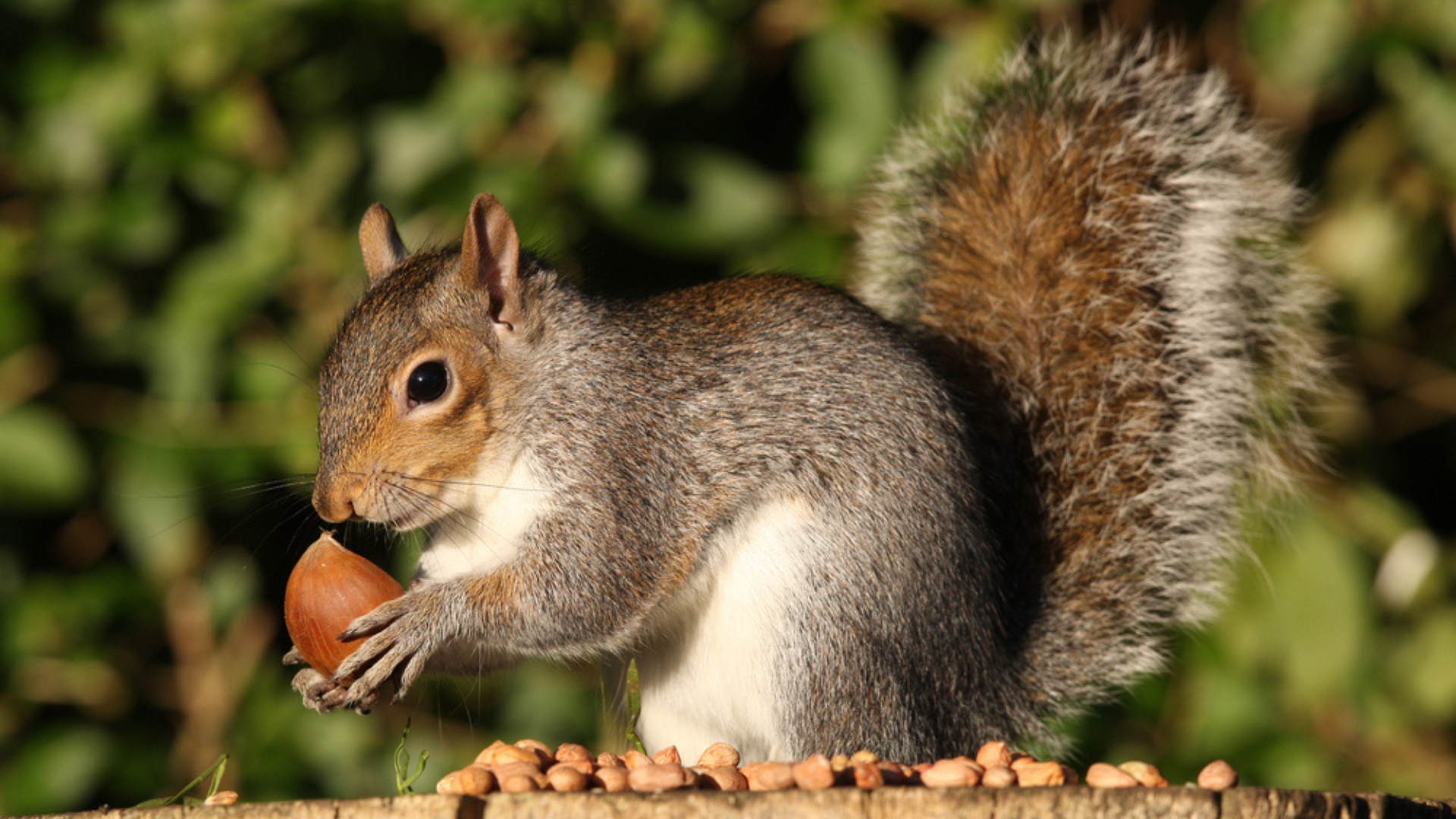 squirrel