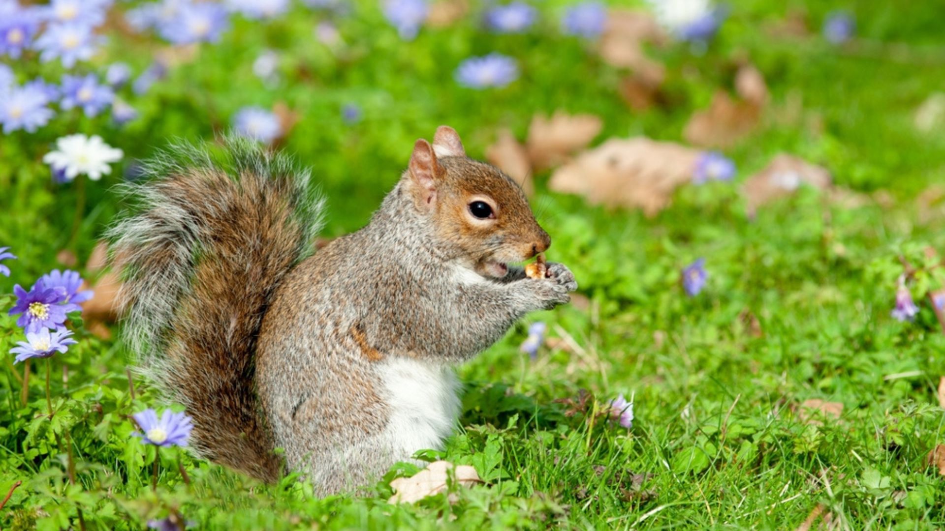 squirrel on the field