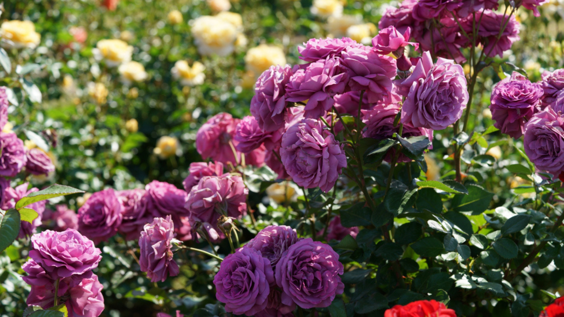 plum perfect rose