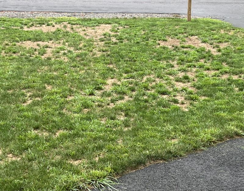 Failing to Aerate the Lawn