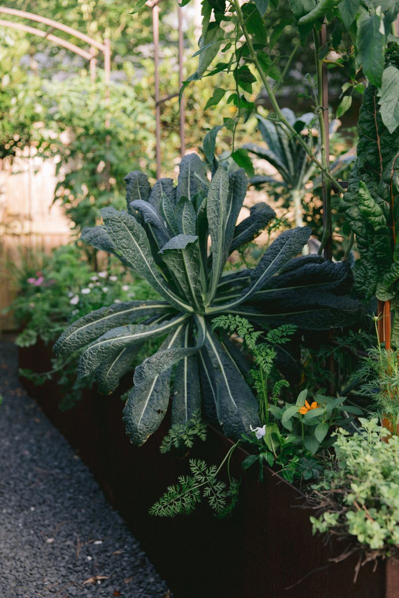 Planting in Poor Sunlight