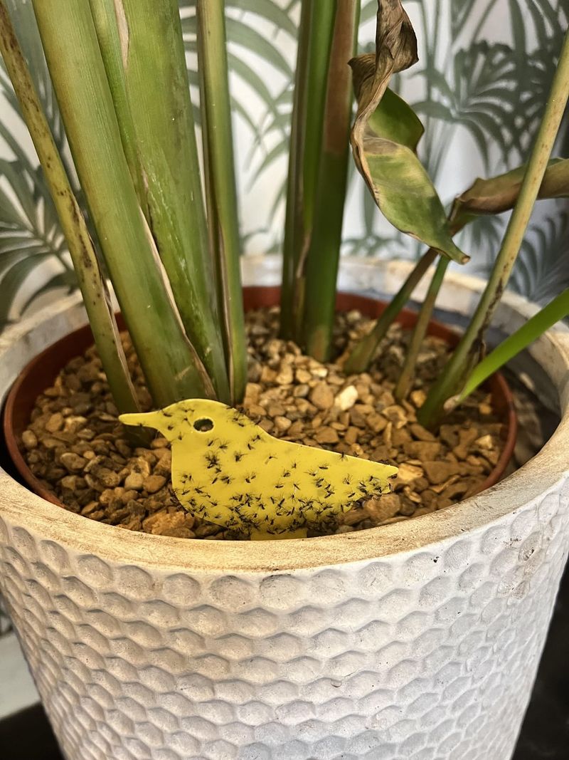 Failing to Remove Infested Plants