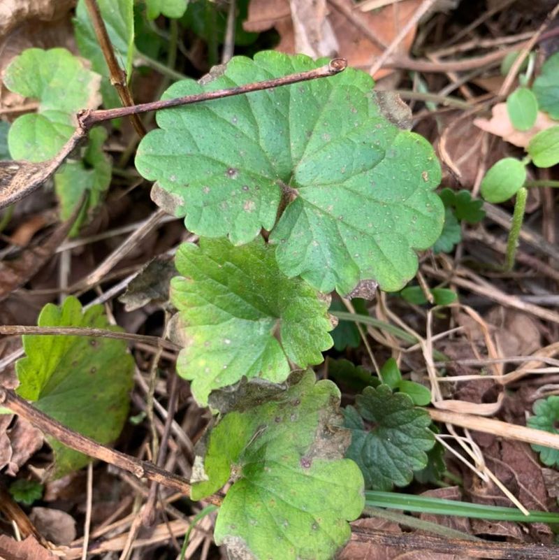 Planting Shade-Loving Plants Nearby