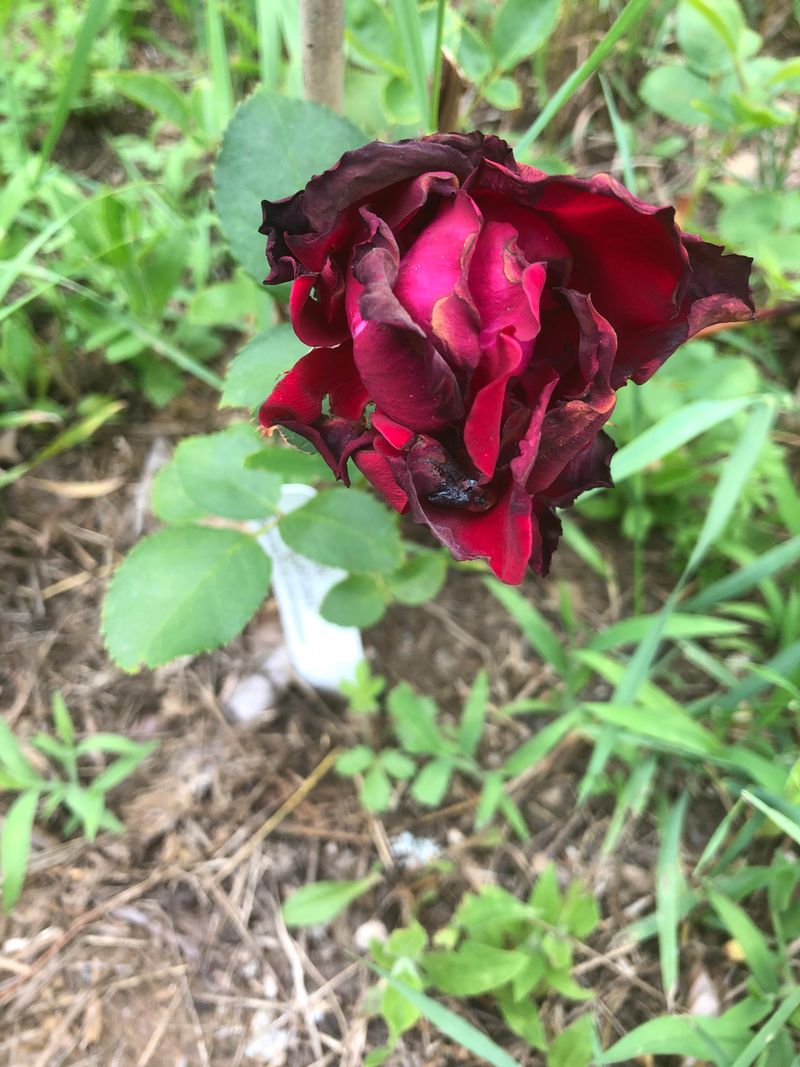 Improper Rose Variety