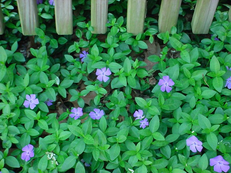 Planting invasive species