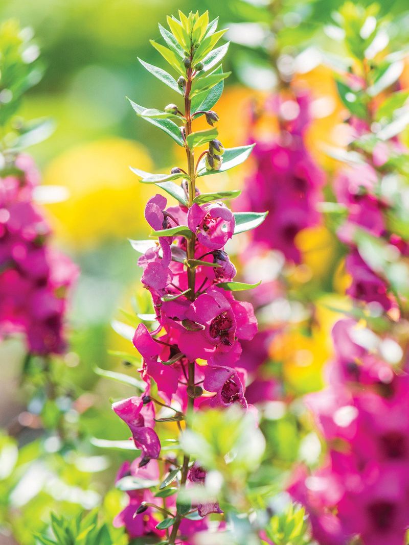 Angelonia