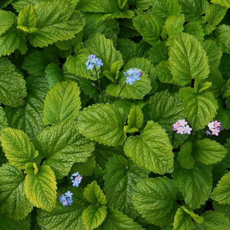 Lemon Balm