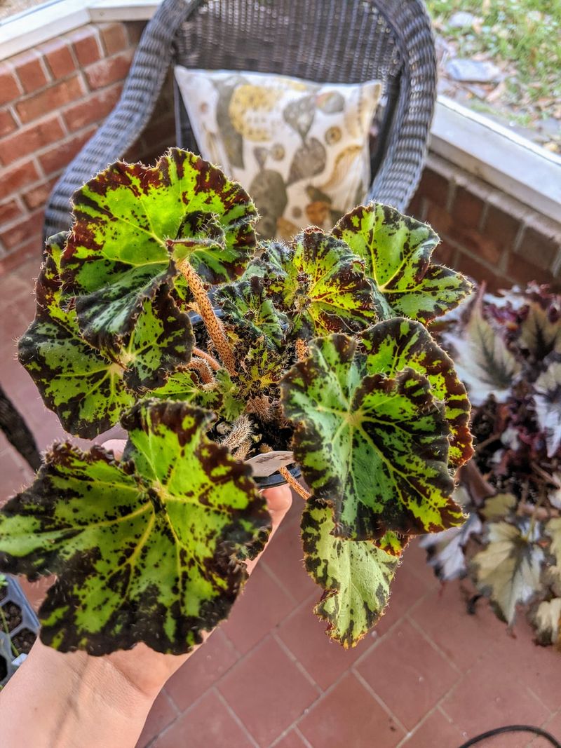 Begonia