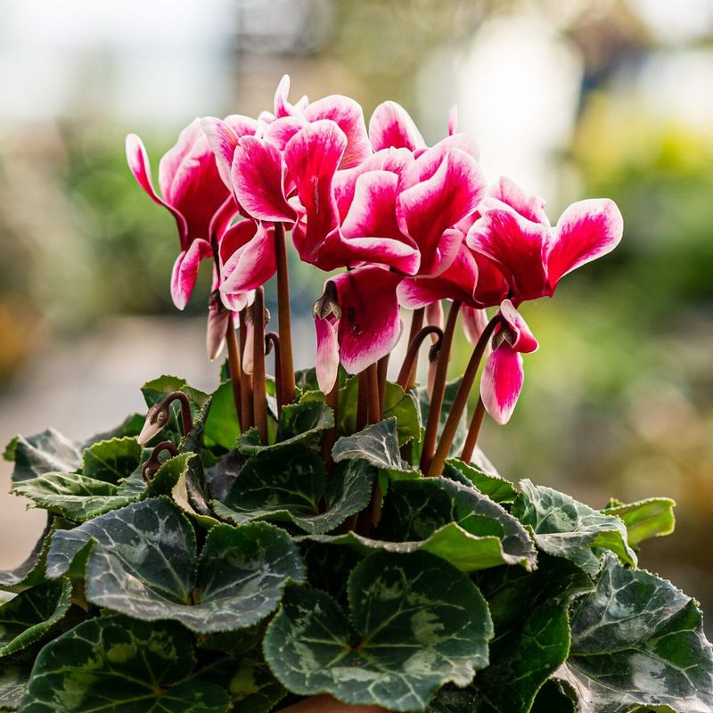 Cyclamen