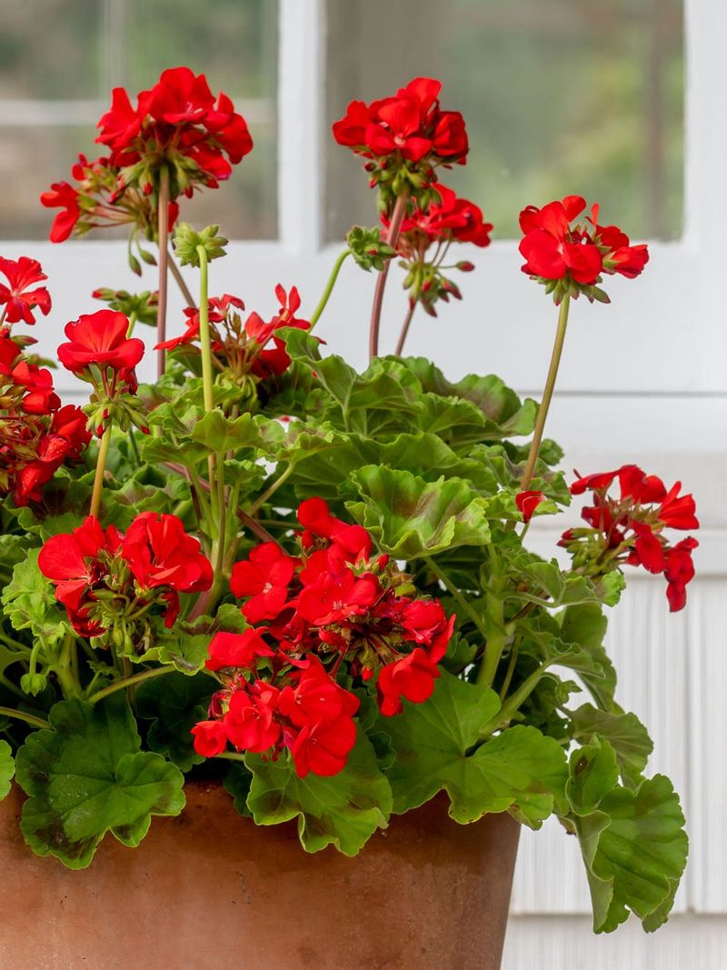 Geraniums